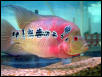 Flower Horn Cichlid Hybrid